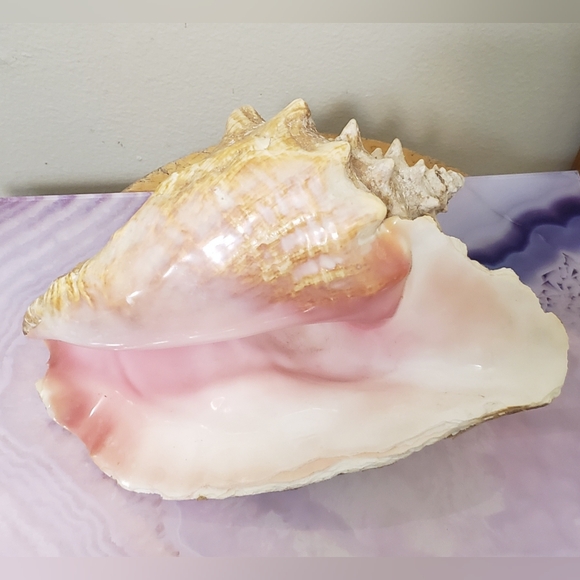 Queen Conch Shell - Picture 3 of 6